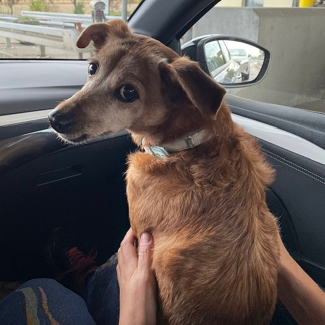 Hellbraune Hündin, im Auto auf dem Schoß einer Person sitzend, von hinten, Blick nach hinten links in Kamera