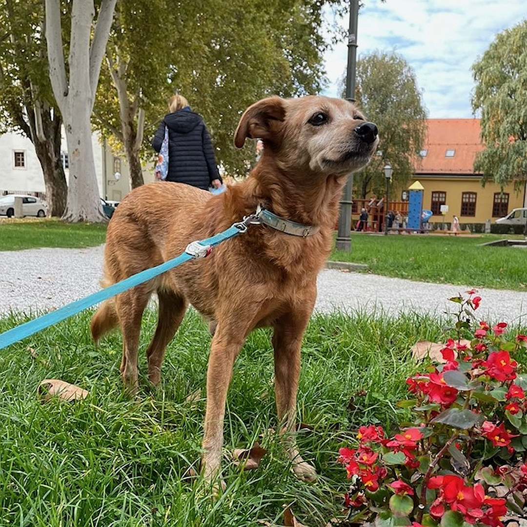 Hellbraune Hündin, stehend, von eher rechts vorn, Blick geradeaus nach oben zu einer Person