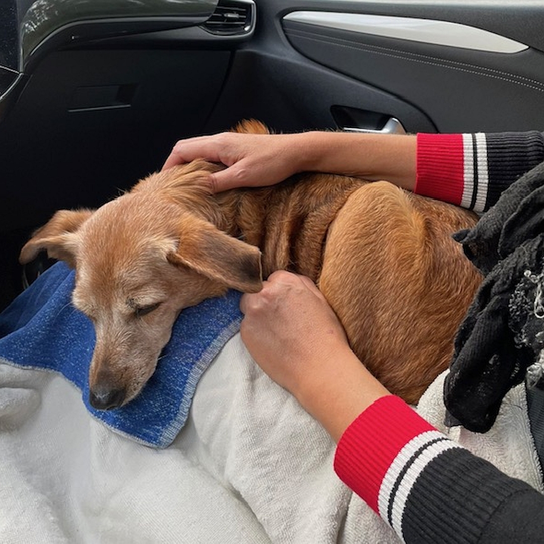 Hellbraune Hündin, im Auto auf dem Schoß einer Person schlafend, linke Seite, Kopf nach unten