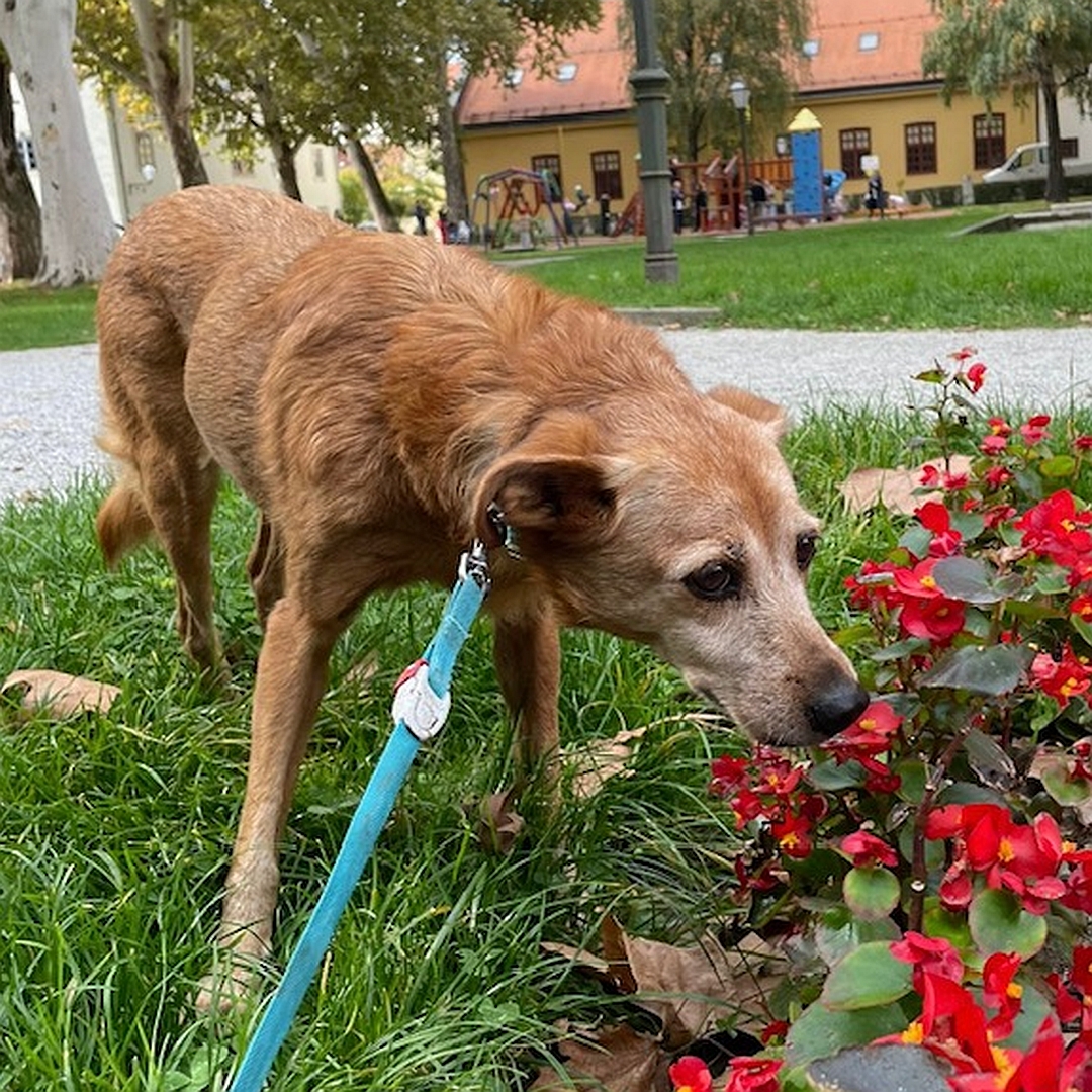 Hellbraune Hündin, stehend, von eher rechts vorn, schnüffelt an Blumenbeet