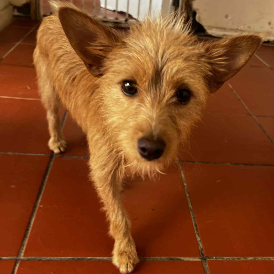 Fifi in der Wohnung mit Blick nach vorne