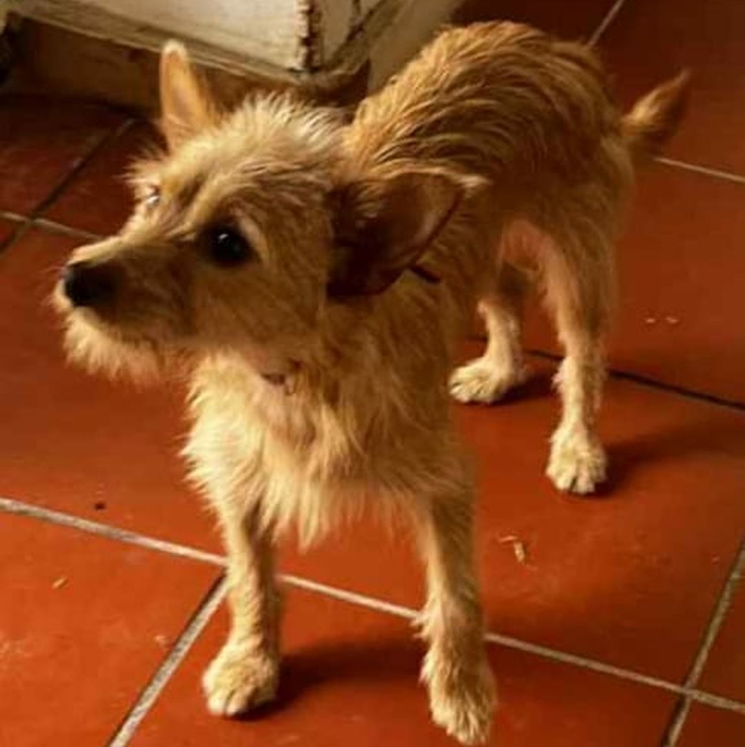 Fifi in der Wohnung 