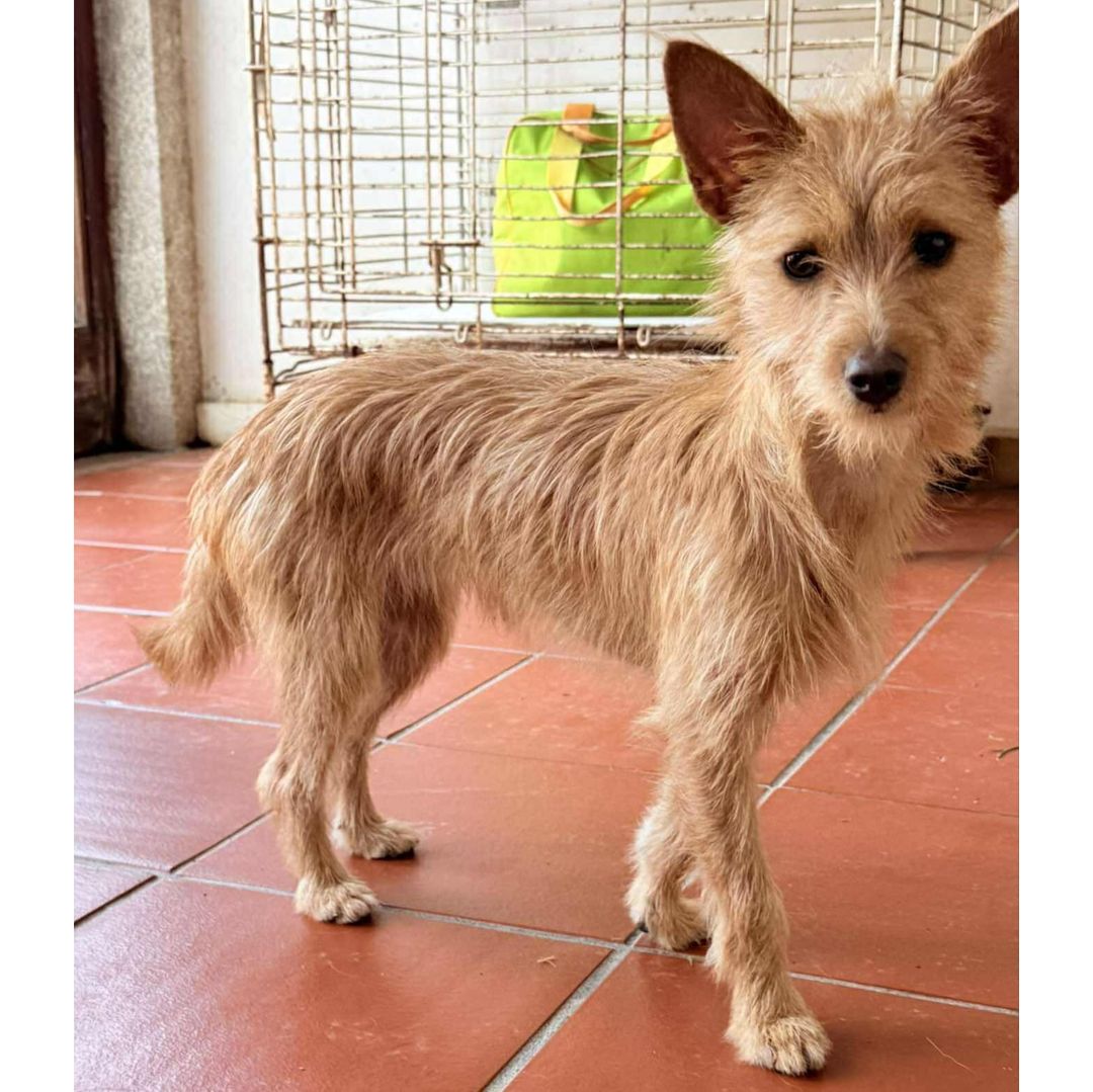 Fifi in der Wohnung mit Blick seitlich