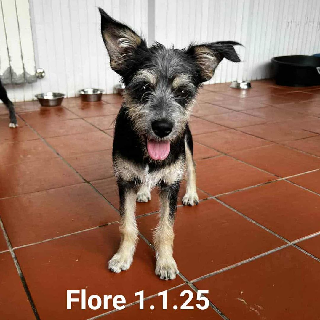 Flore in der Wohnung