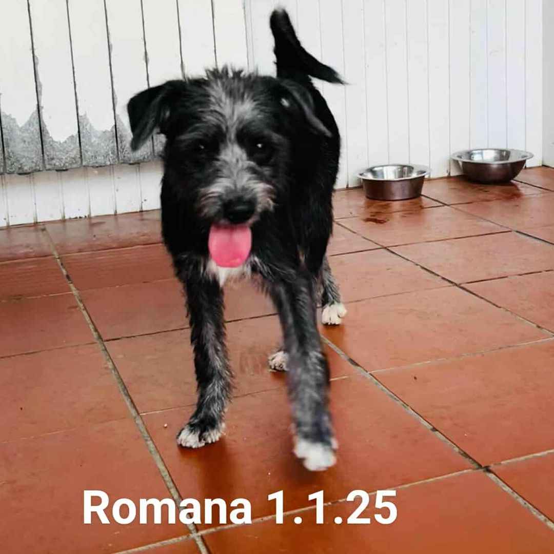 Romana in der Wohnung
