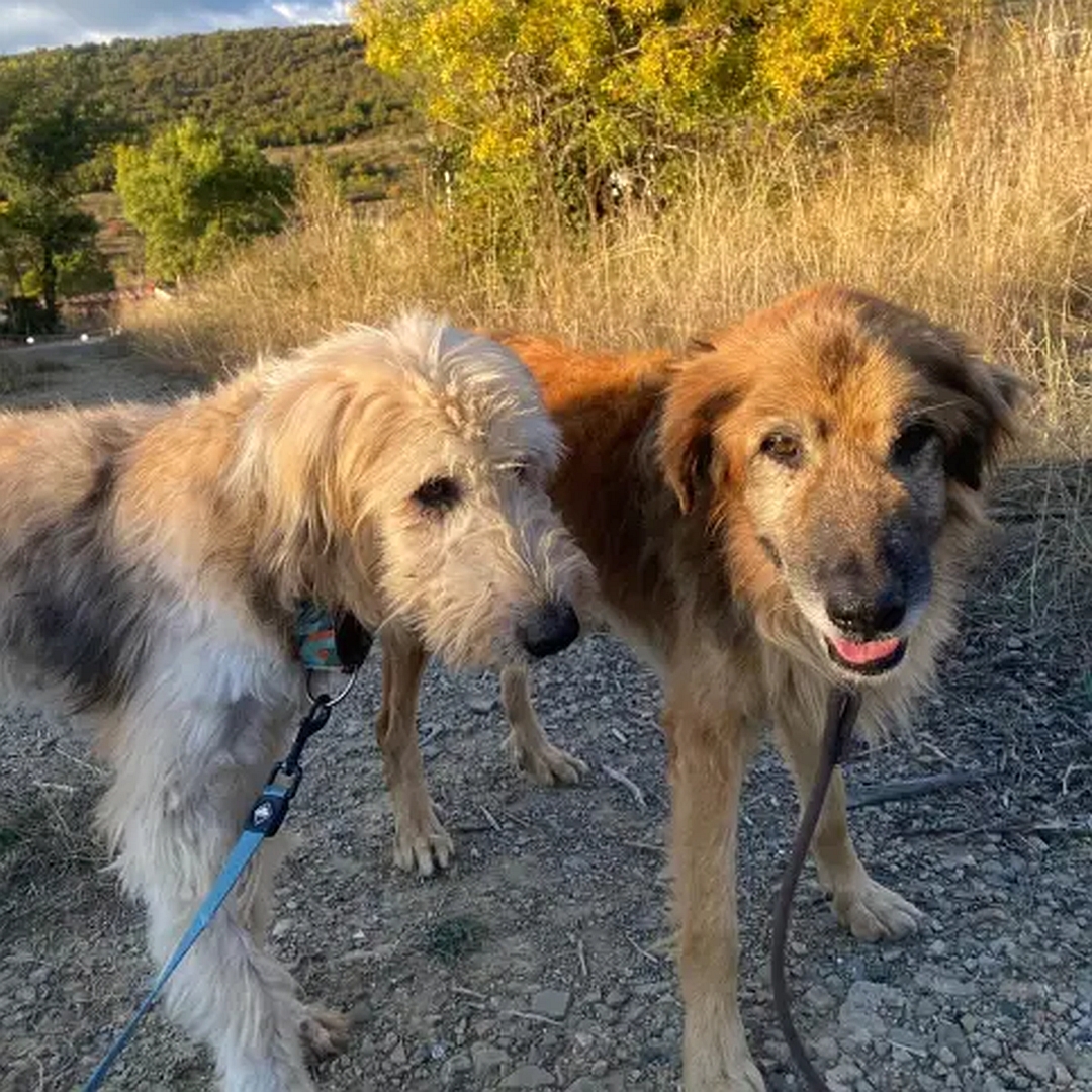 Braun-beiger Rüde, rechts neben anderem Hund stehend, von vorn, Blick in Kamera