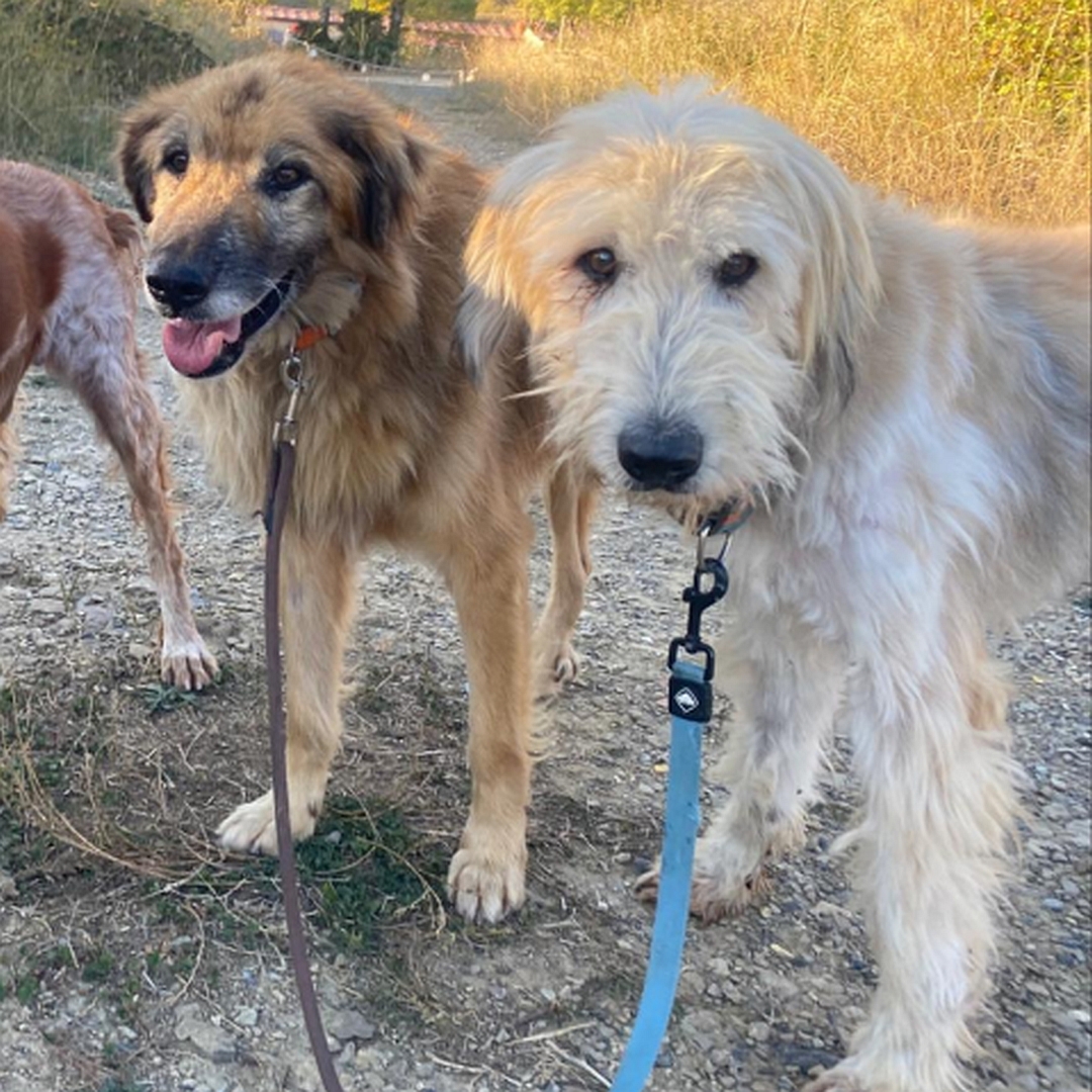 Hellbeiger Rüde, rechts neben anderem Hund stehend, linke Seite, Kopf und Blick nach links in Kamera