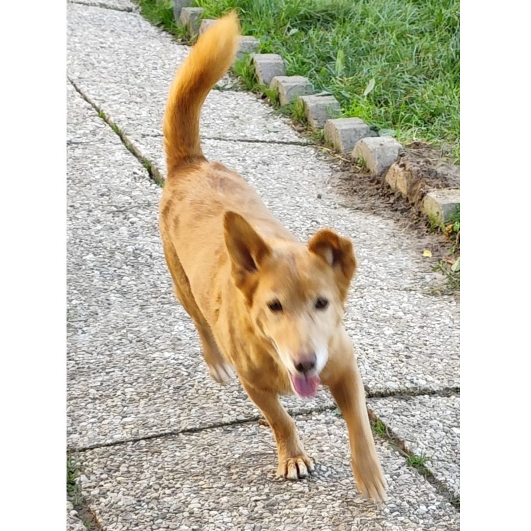 Pedro läuft im Garten
