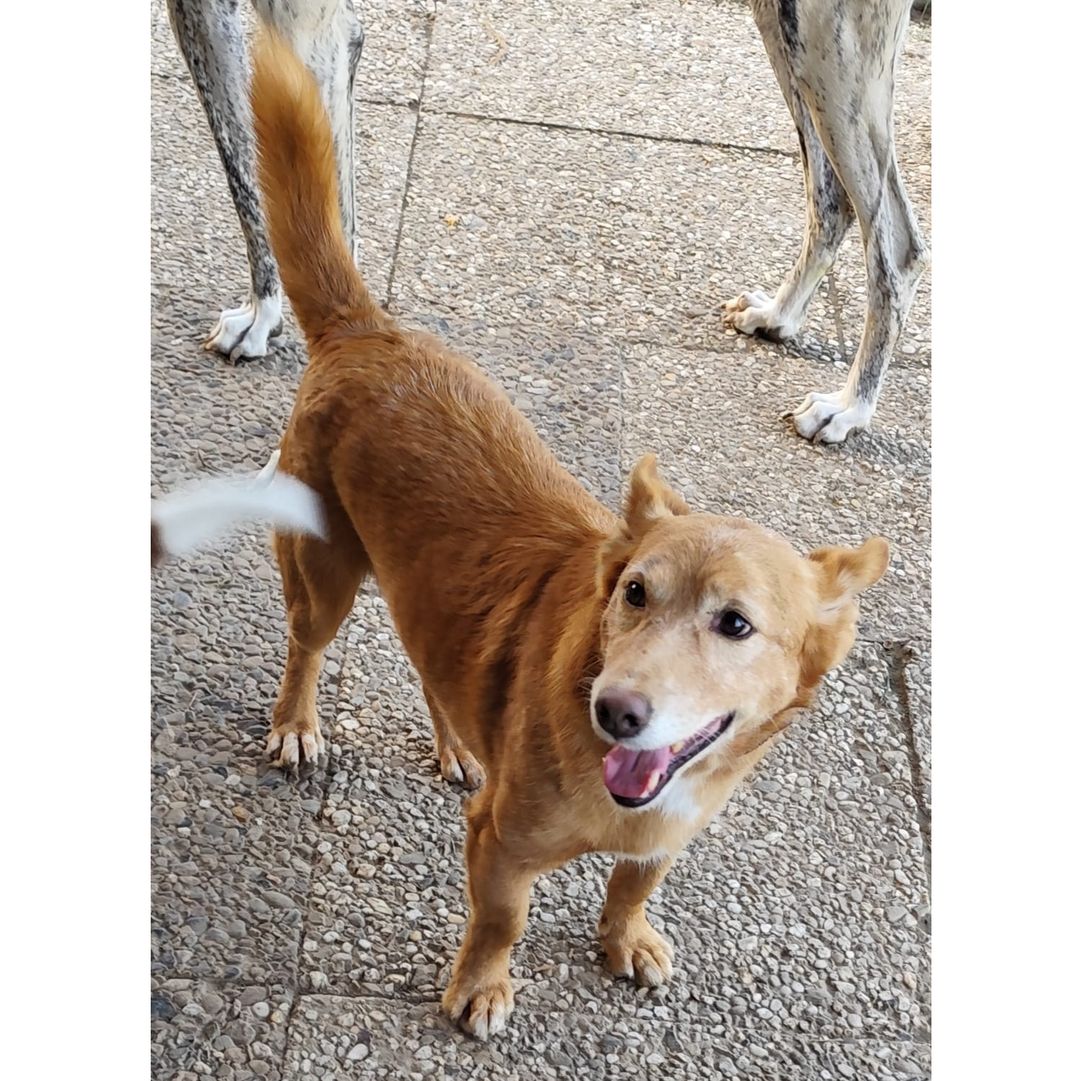 Pedro mit Hunden