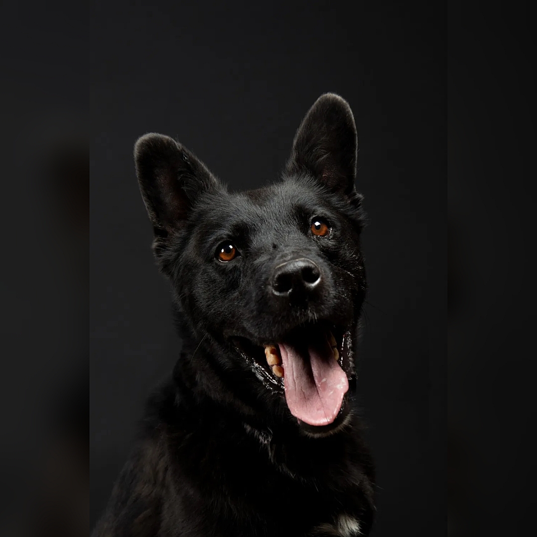 Sombra, schwarzer Mischlingsrüde, Portrait, Blick leicht nach oben