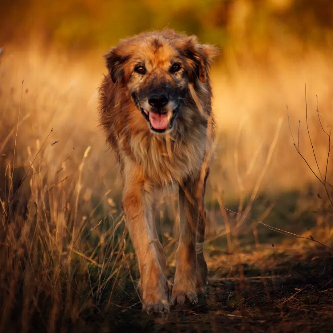 Braun-beiger Rüde, gehend, von vorn, Blick in Kamera