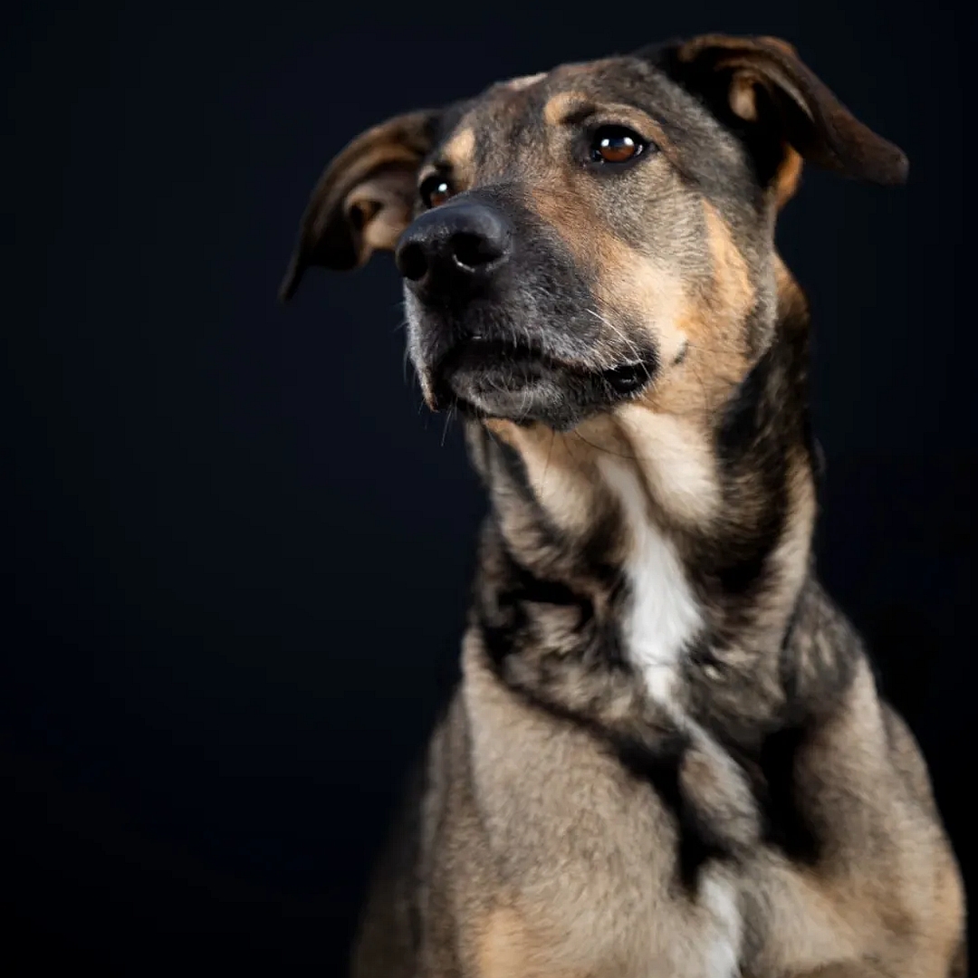 Brauner Rüde, sitzend, von vorn, Kopf und Blick leicht nach rechts oben zu einer Person