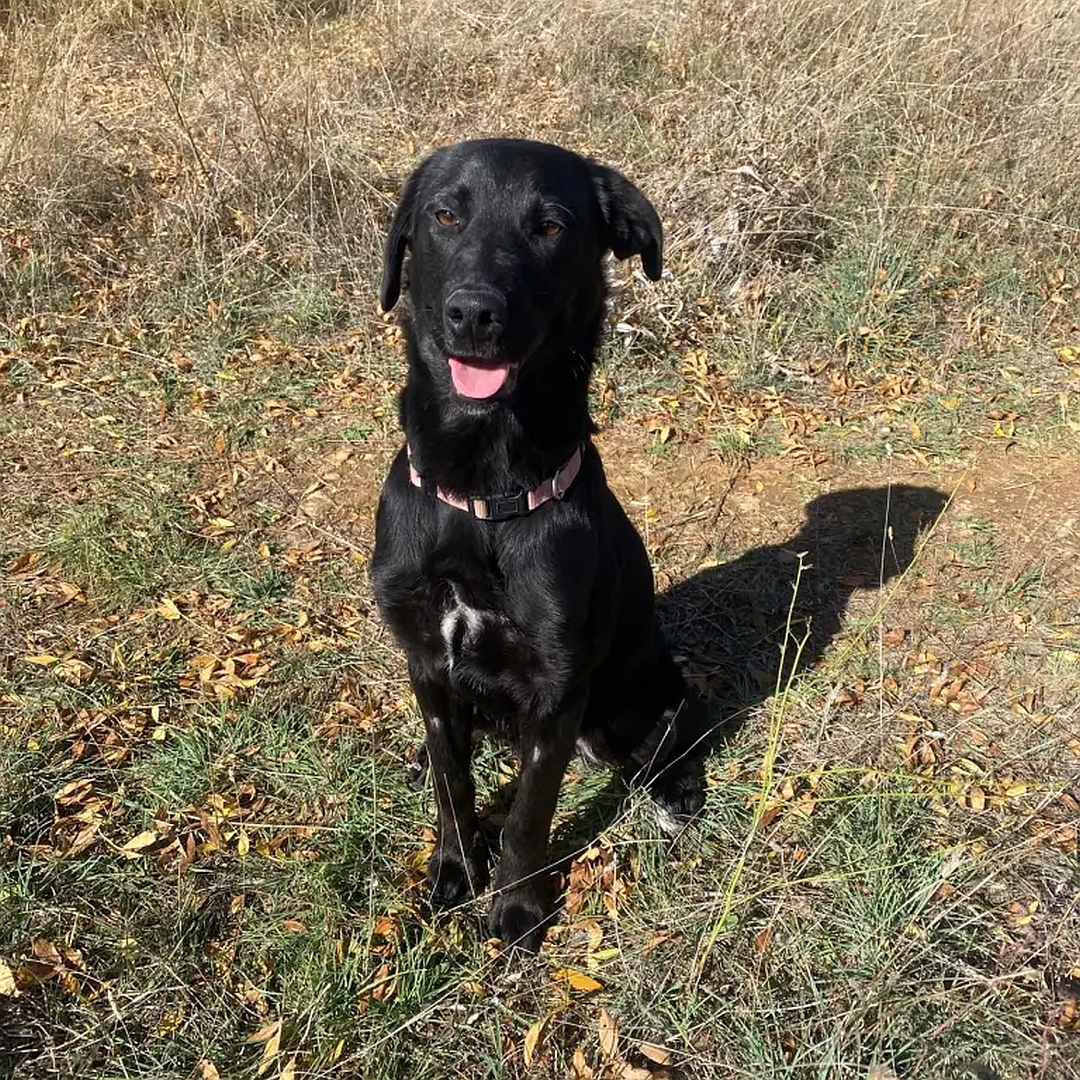 Schwarze Hündin, sitzend, von vorn, Blick in Kamera