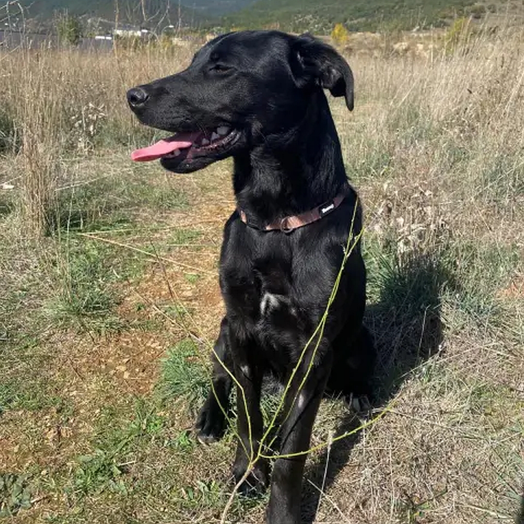 Schwarze Hündin, sitzend, von vorn, Kopf und Blick nach rechts