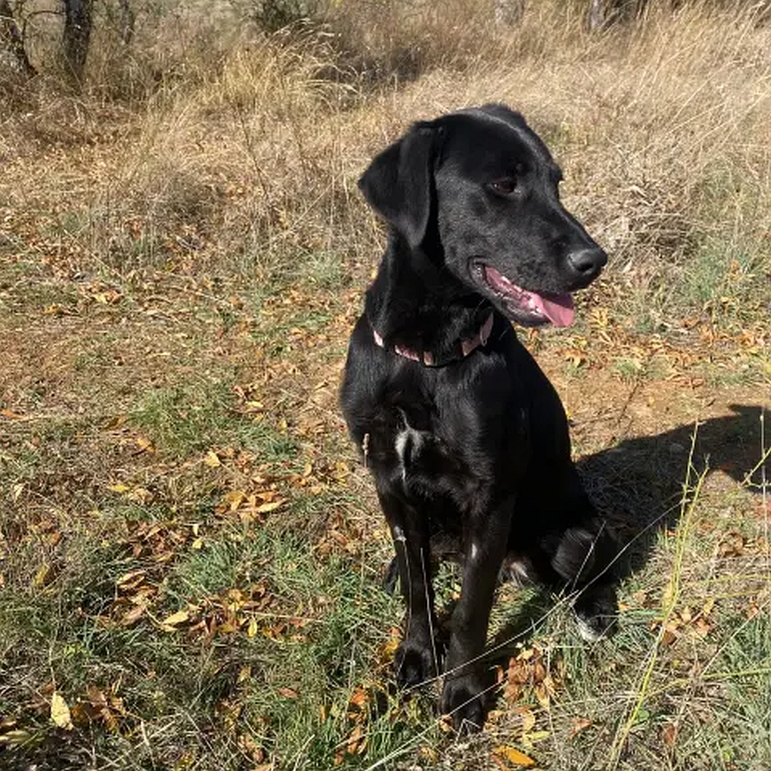 Schwarze Hündin, sitzend, von vorn, Kopf und Blick nach links