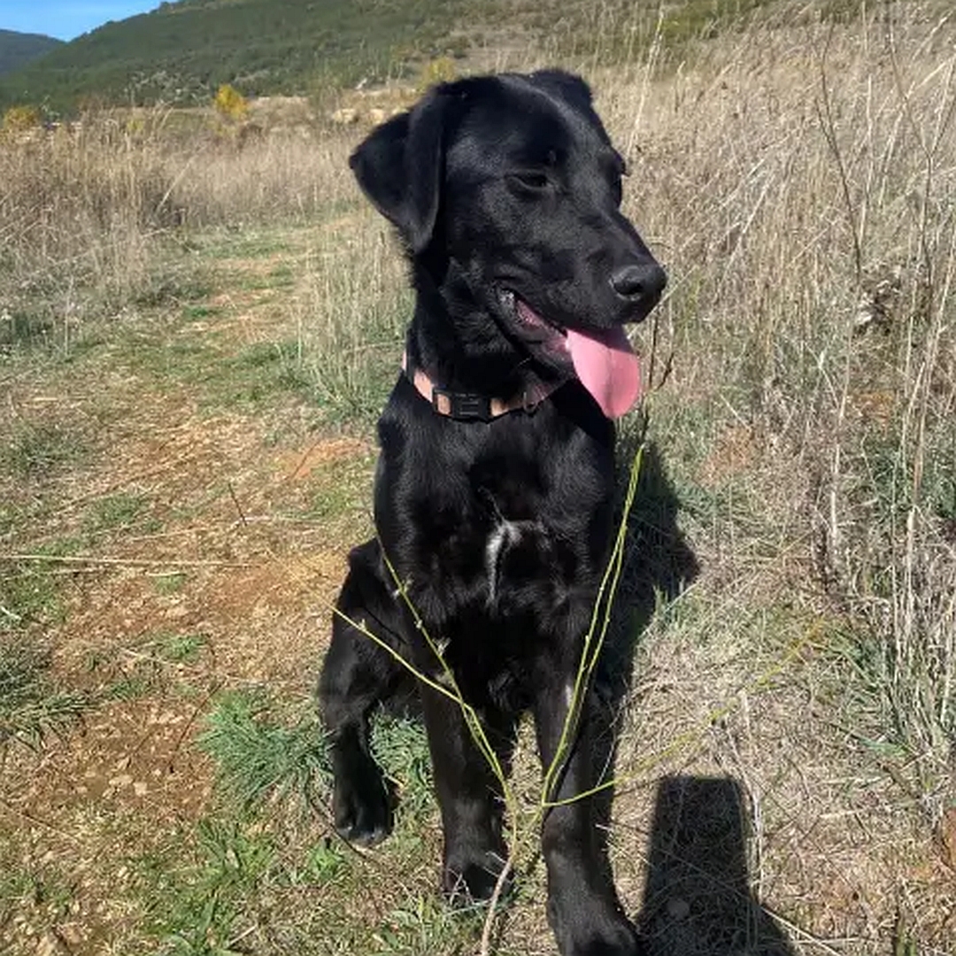 Schwarze Hündin, sitzend, von vorn, Kopf und Blick nach links