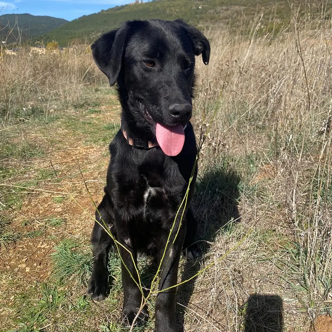 Schwarze Hündin, sitzend, von vorn, Kopf und Blick nach links