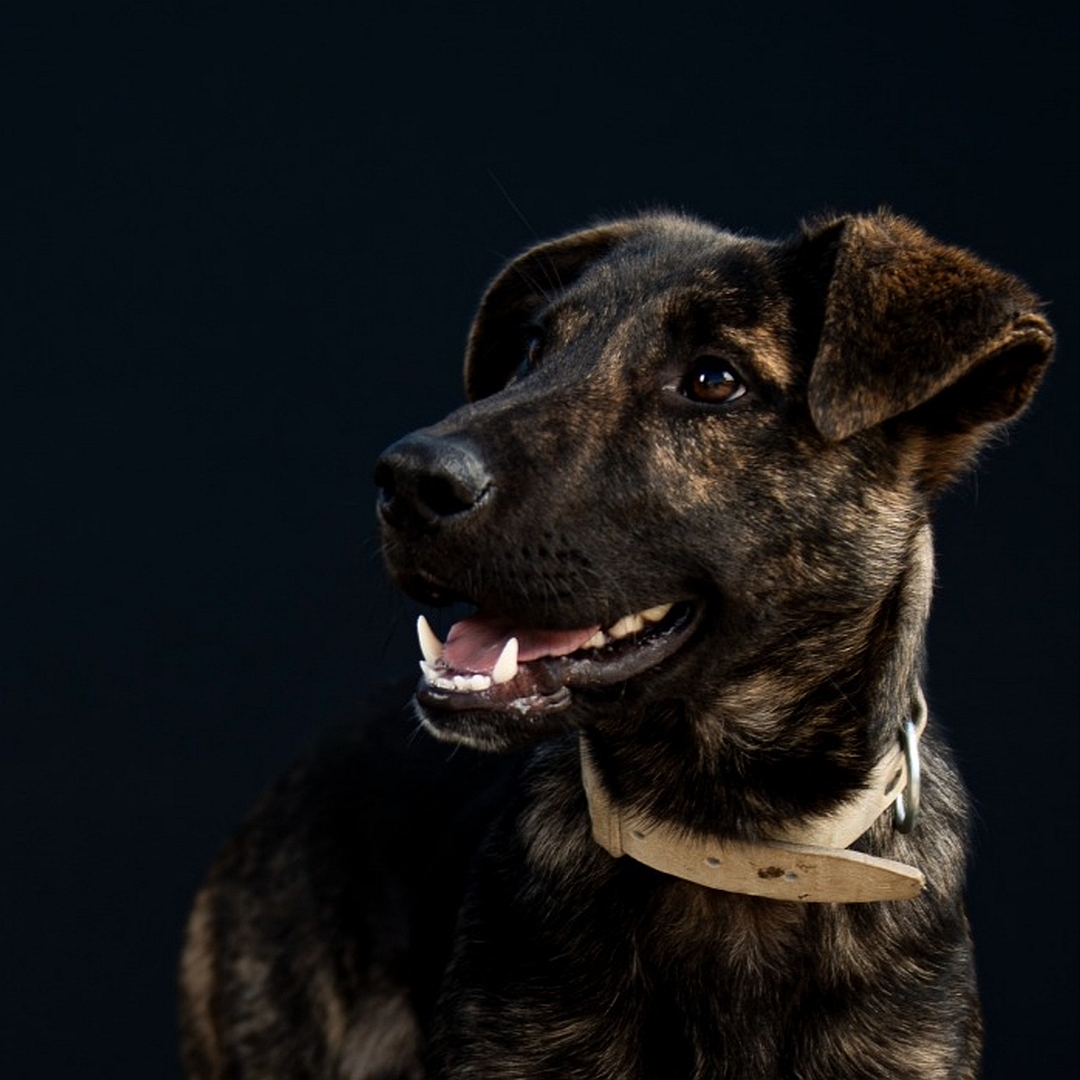 Braune Hündin, weißer Brustfleck, seitliches Portrait, Kopf und Blick nach rechts zu einer Person