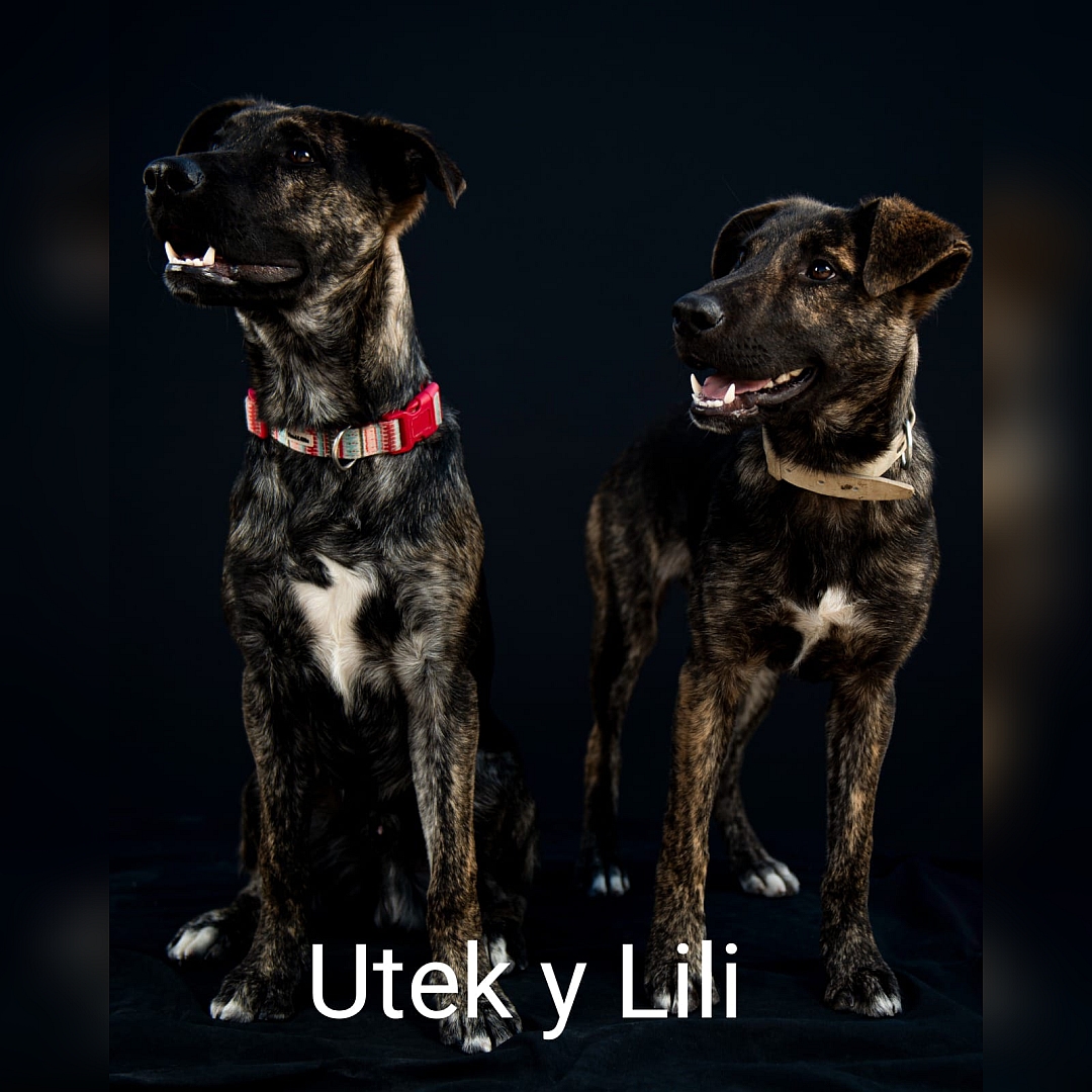 Braune Hündin, brauner Rüde, weißer Brustfleck, stehend, von vorn, Kopf und Blick nach rechts zu einer Person