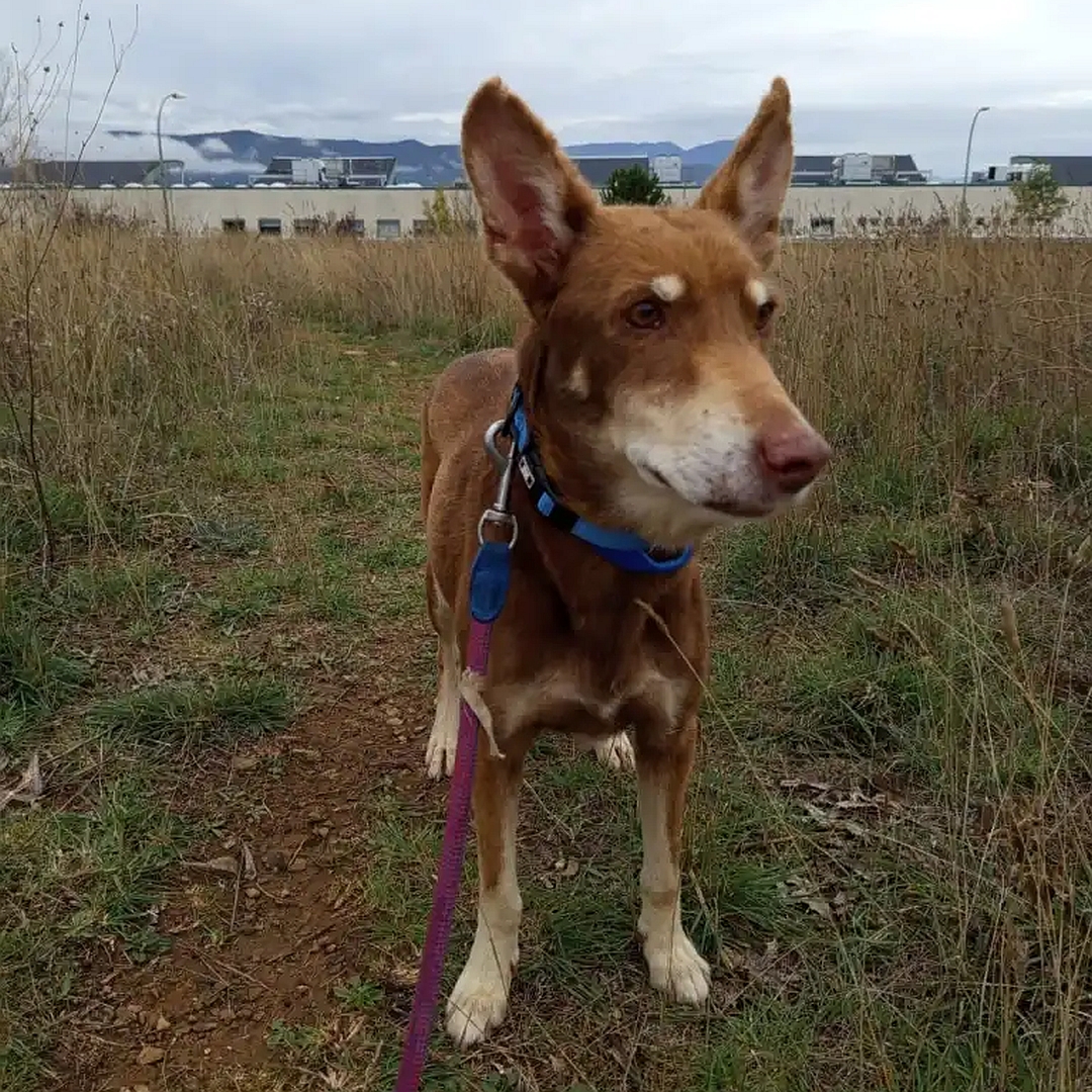 Brauner Rüde, beige Pfoten, stehend, von vorn, Kopf und Blick leicht nach links