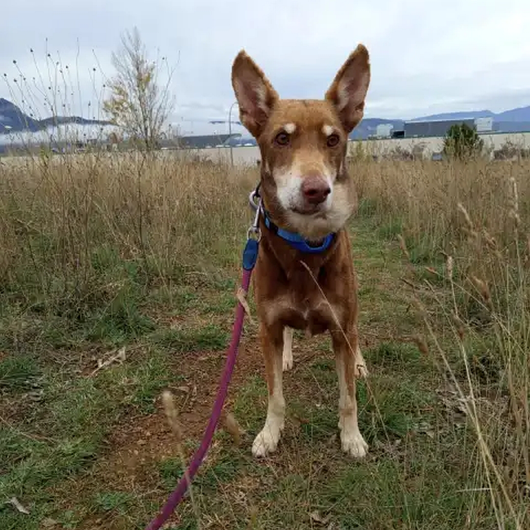 Brauner Rüde, beige Pfoten, stehend, von vorn, Kopf und Blick direkt in Kamera