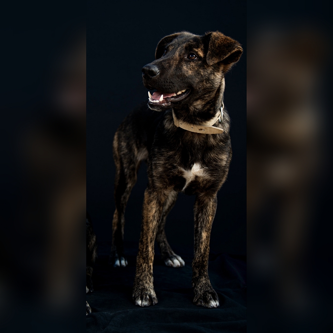 Braune Hündin, weißer Brustfleck, von vorn, Kopf und Blick nach rechts zu einer Person