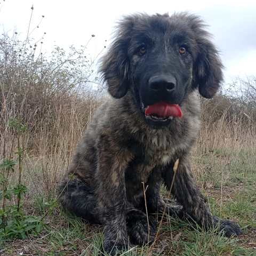 Graubraun gestromte Hündin, sitzend, von vorn, Blick in Kamera