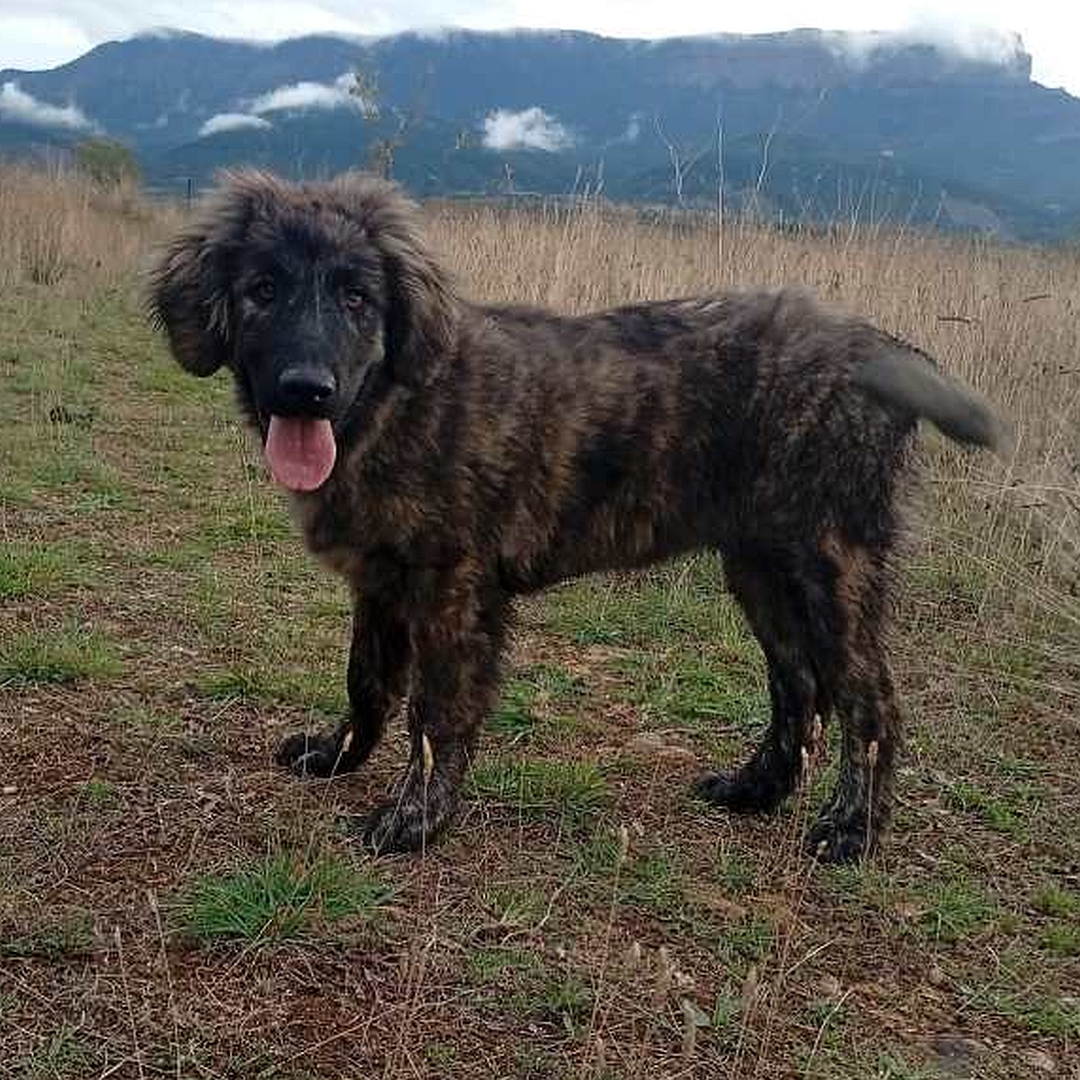 Graubraun gestromte Hündin, stehend, linke Seite , Kopf und Blick nach links in Kamera