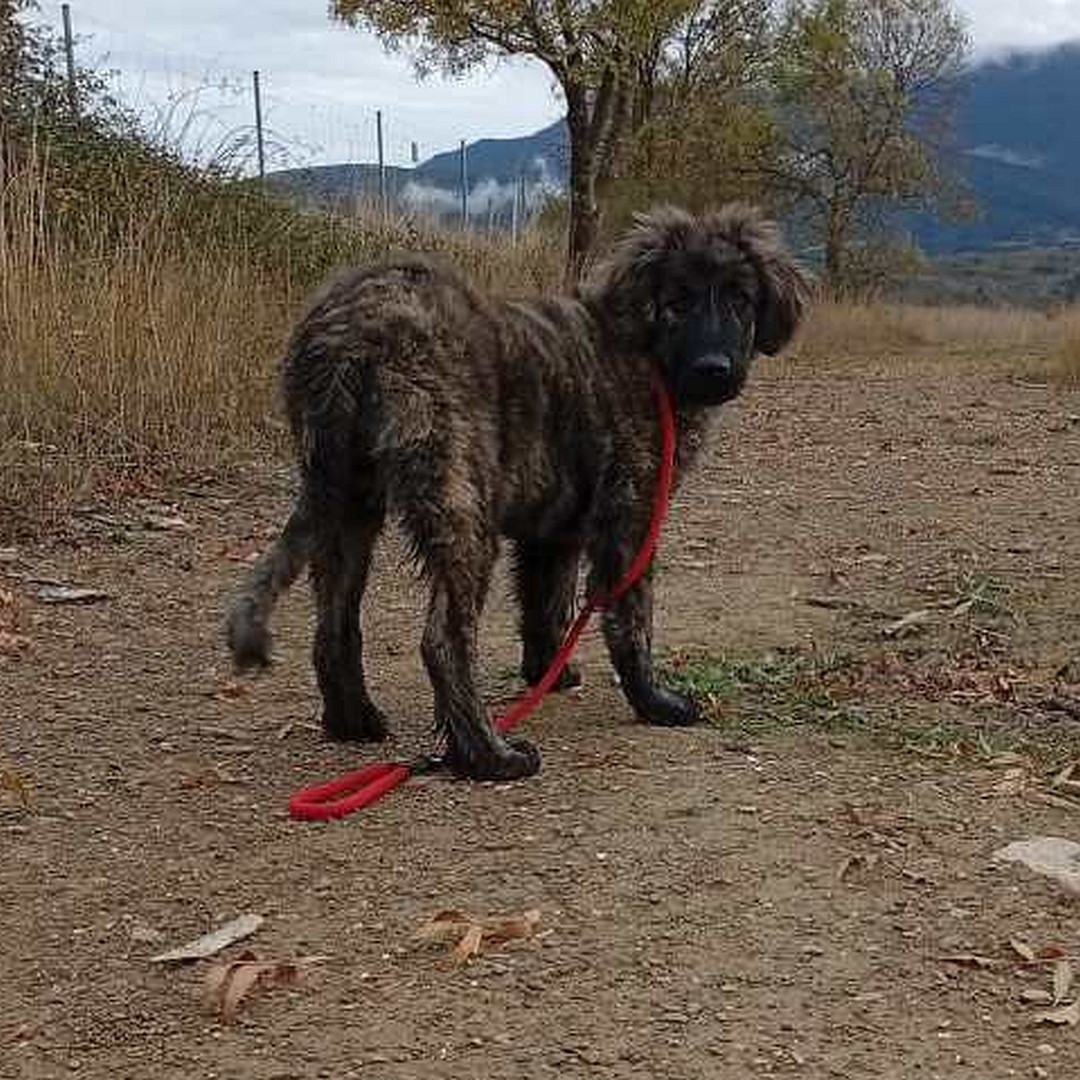 Graubraun gestromte Hündin, stehend, von hinten , Kopf und Blick nach rechts hinten in Kamera