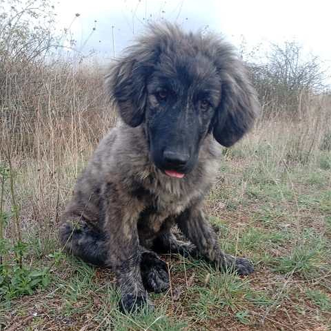 Graubraun gestromte Hündin, sitzend, von vorn, Kopf und Blick nach unten