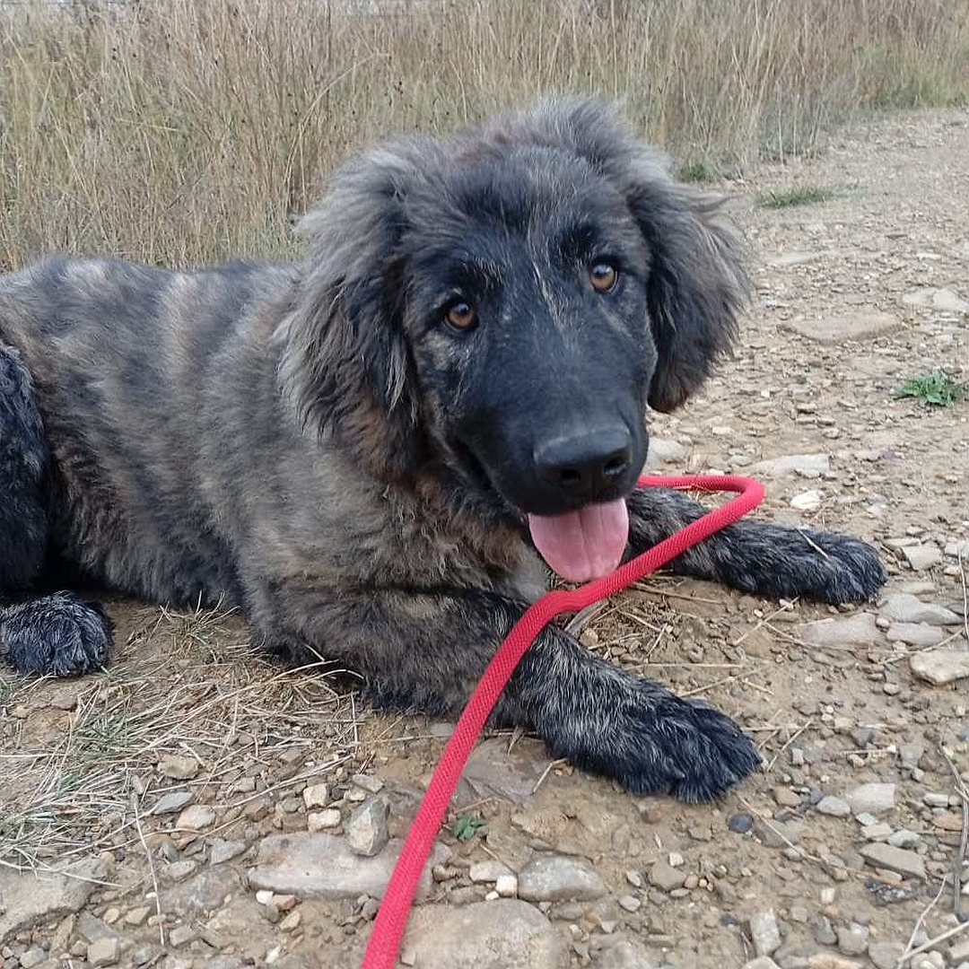 Graubraun gestromte Hündin, liegend, von  eher rechts vorn, Blick in Kamera