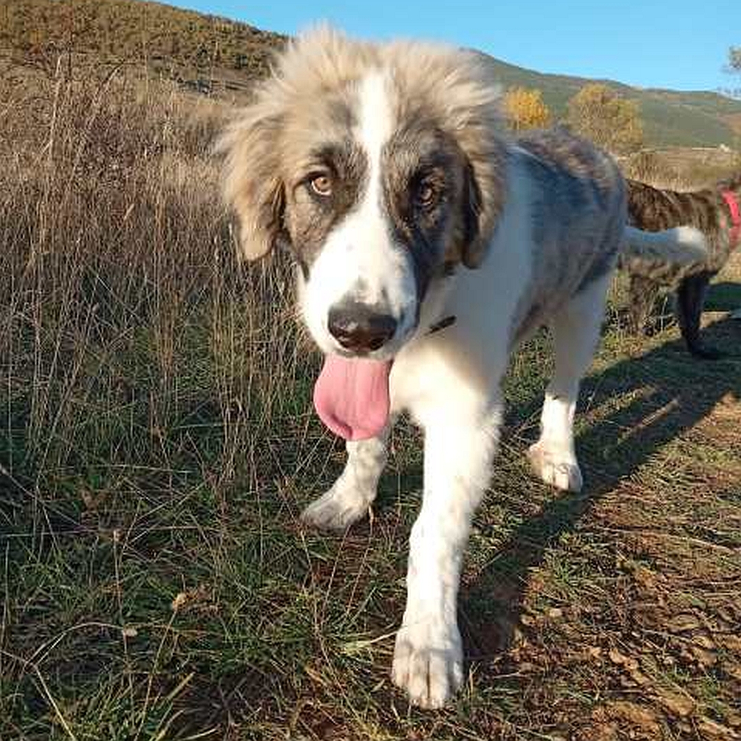 Weißbrauner Rüde, gehend, von vorn, Blick in Kamera