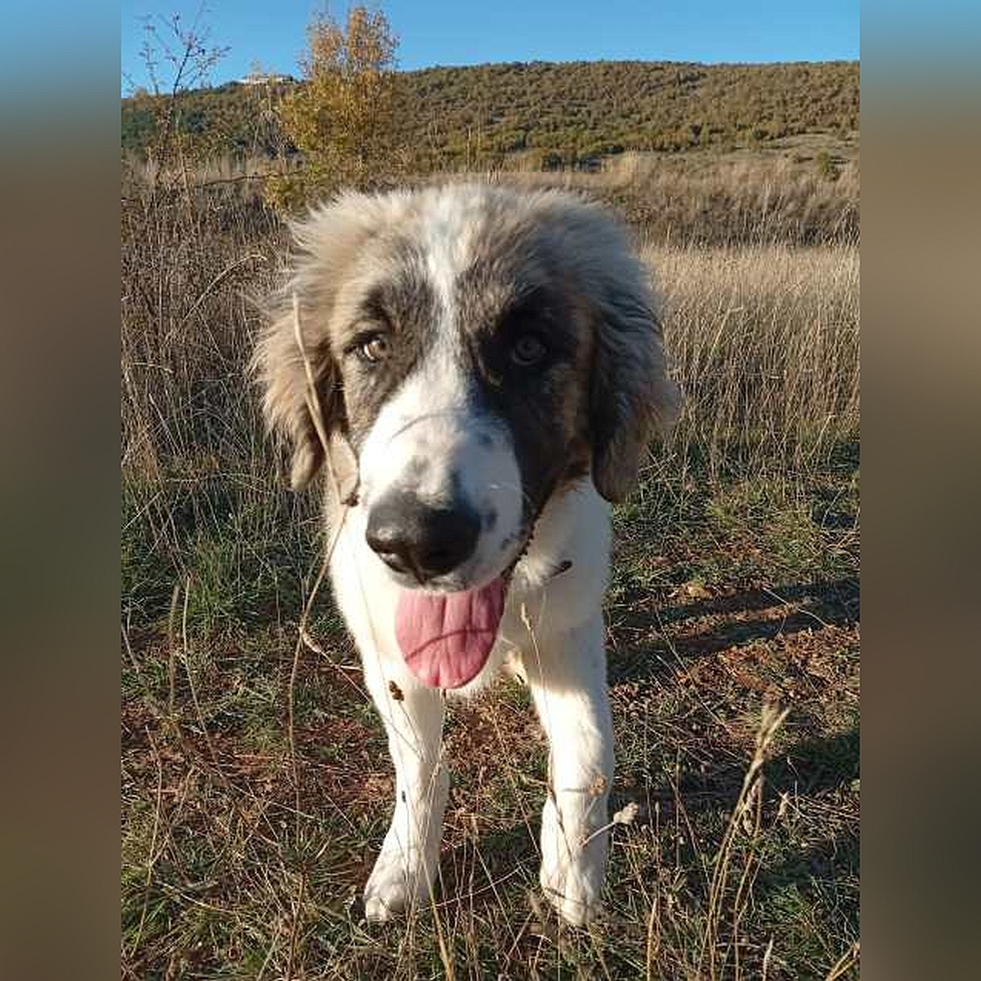 Weißbrauner Rüde, stehend, von vorn, Blick in Kamera