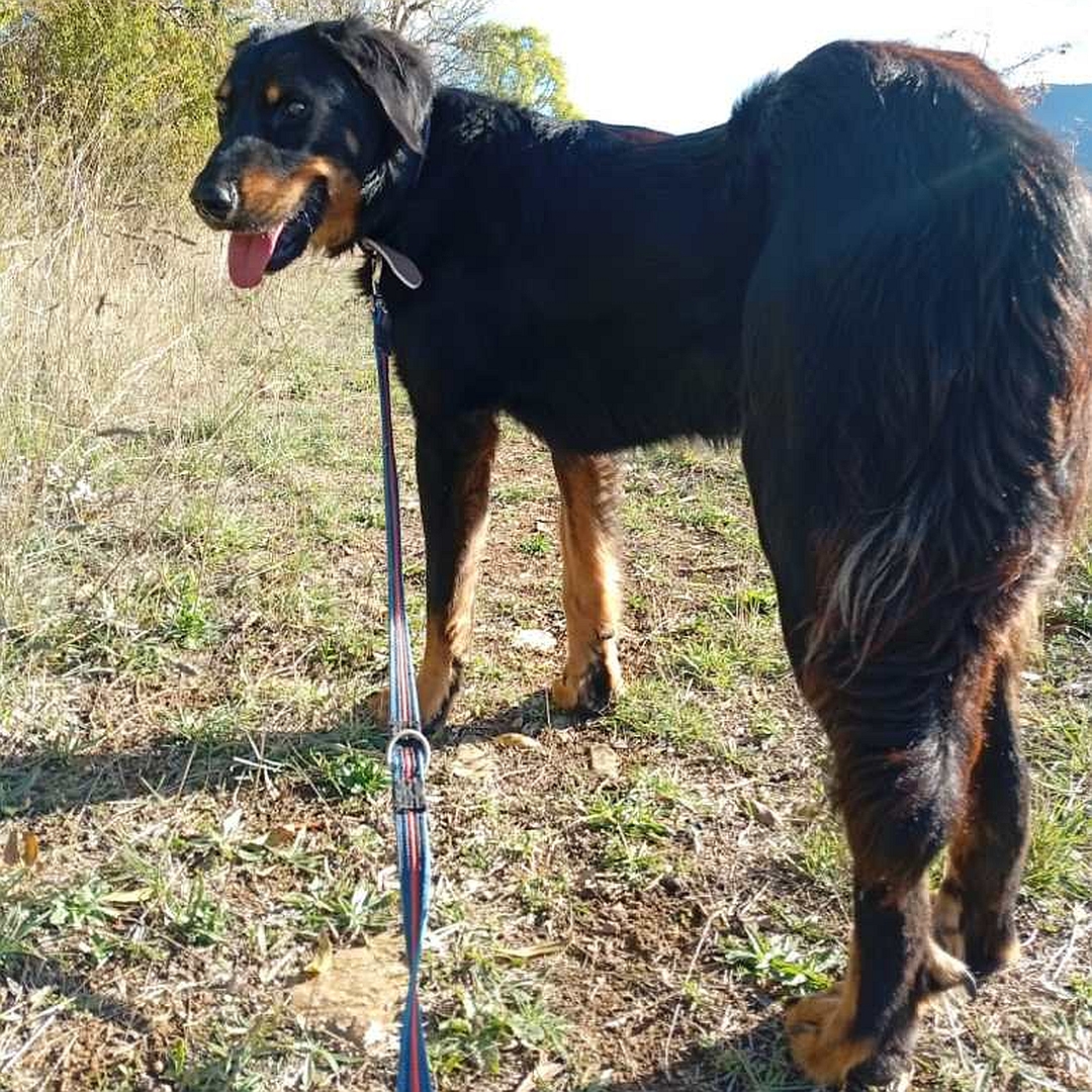 Schwarz-brauner Rüde, stehend, von hinten links, Kopf und Blick nach links 