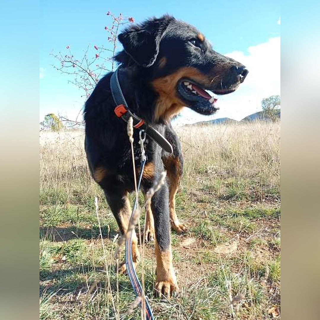 Schwarz-brauner Rüde, stehend, von vorn, Kopf und Blick nach links
