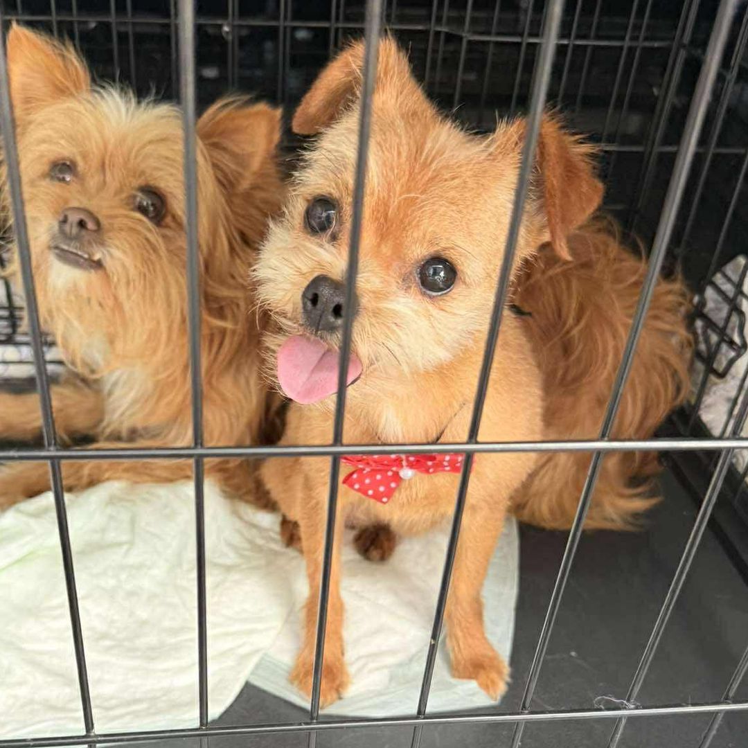 Nala in der Transportbox