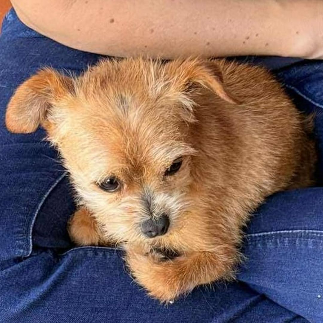 Nala liegt auf dem Schoss