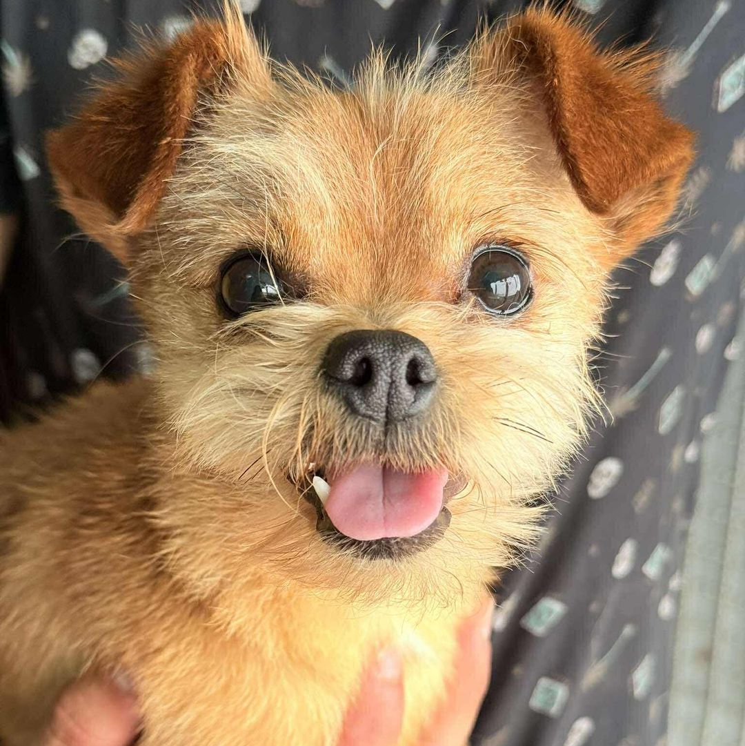 Nala sitzt auf dem Arm und blickt nach vorne