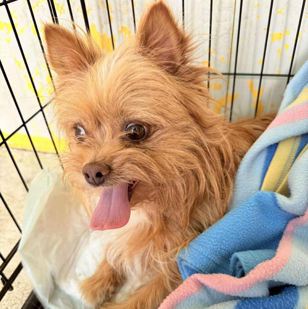 Nala liegt im Körbchen