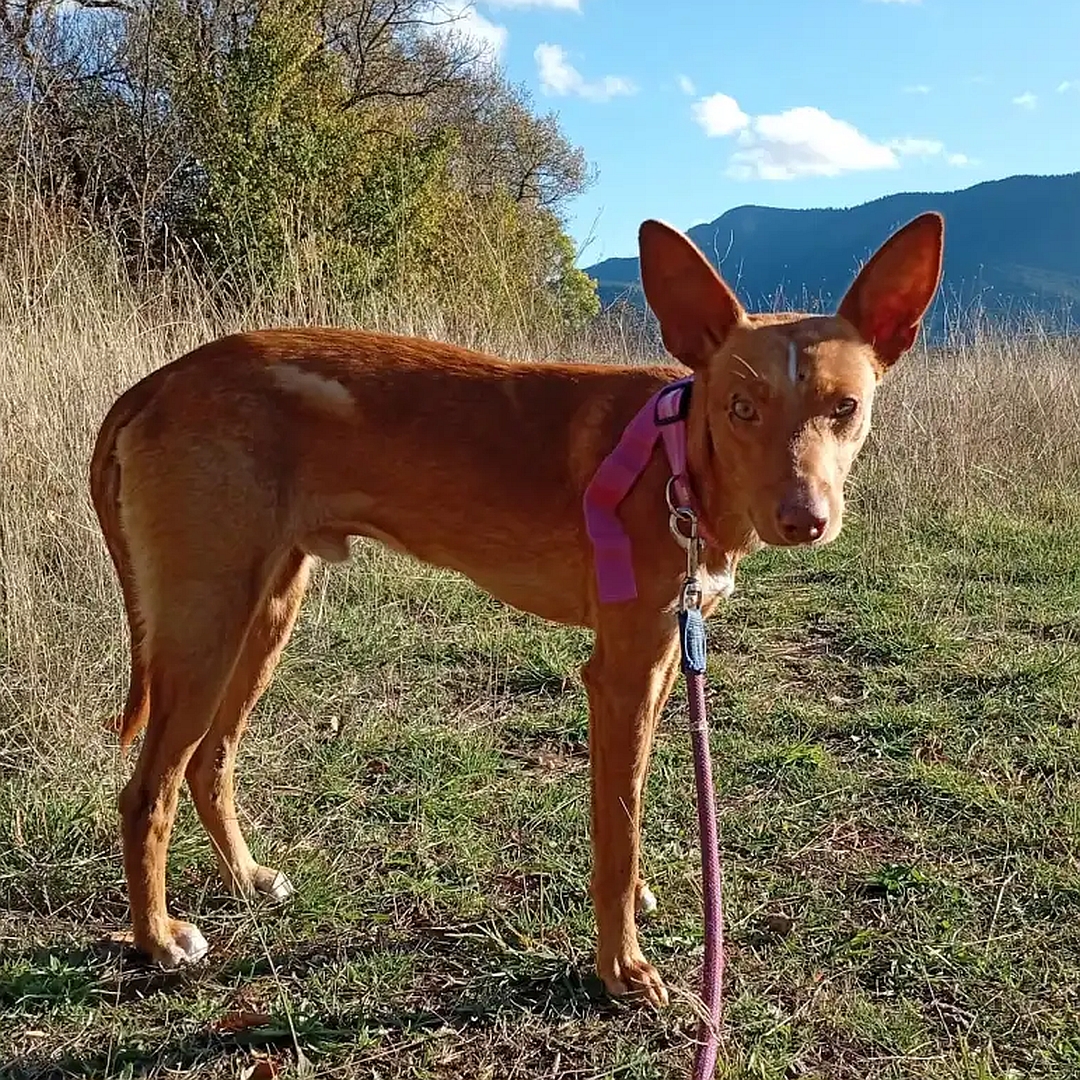 Hellbrauner Rüde, stehend, rechte Seite, Kopf und Blick nach rechts in Kamera