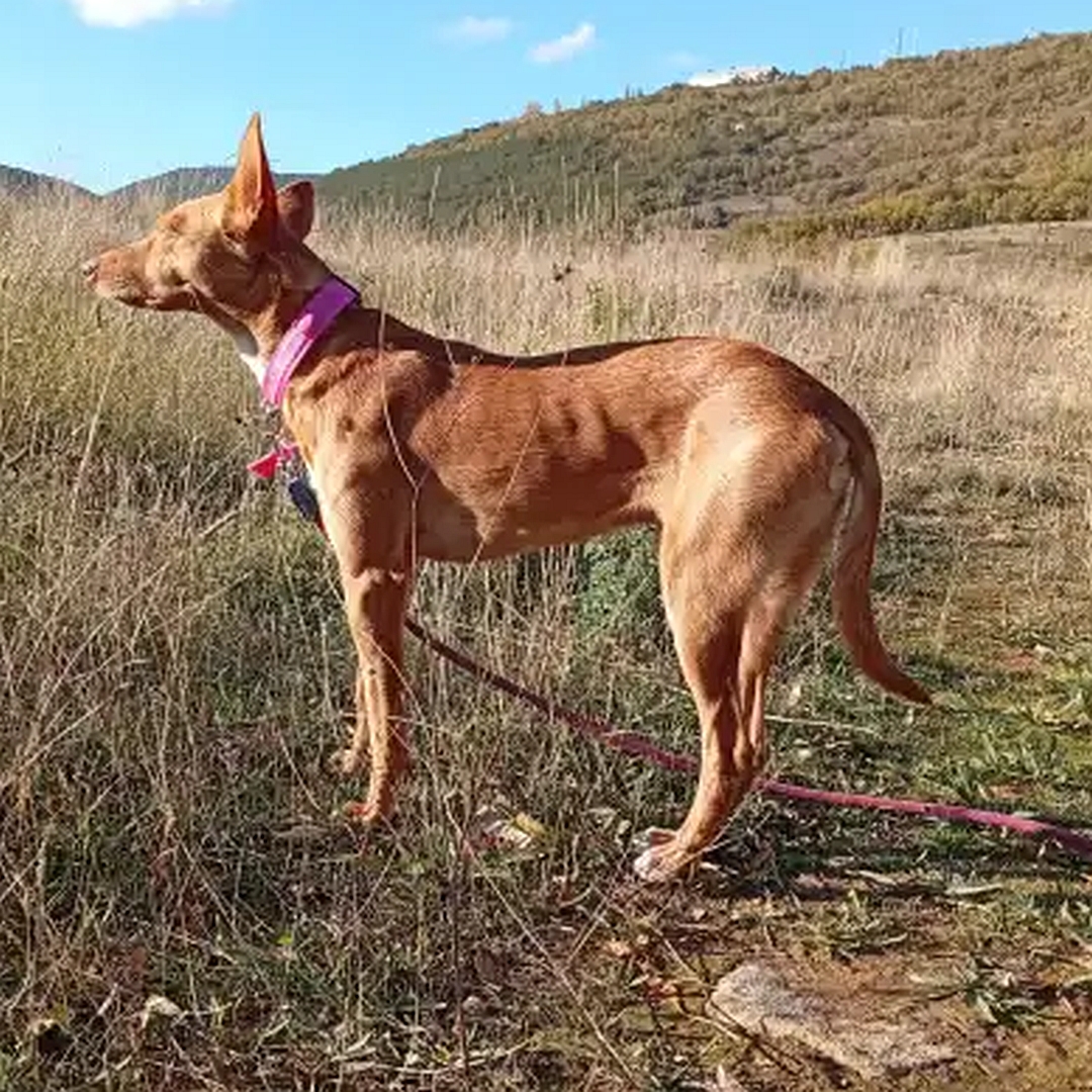 Hellbrauner Rüde, stehend, linke Seite, Kopf und Blick geradeaus