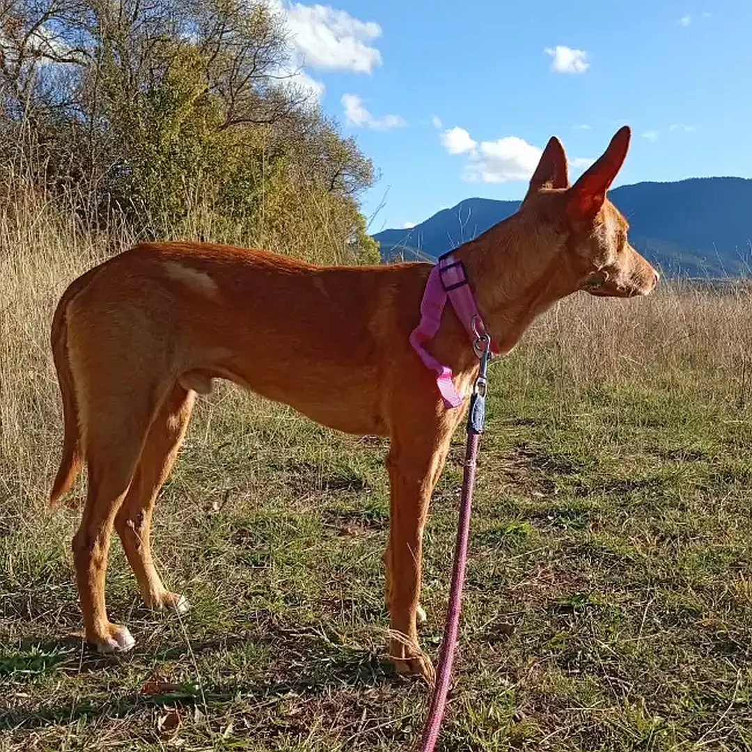 Hellbrauner Rüde, stehend, rechte Seite, Kopf und Blick leicht nach links 