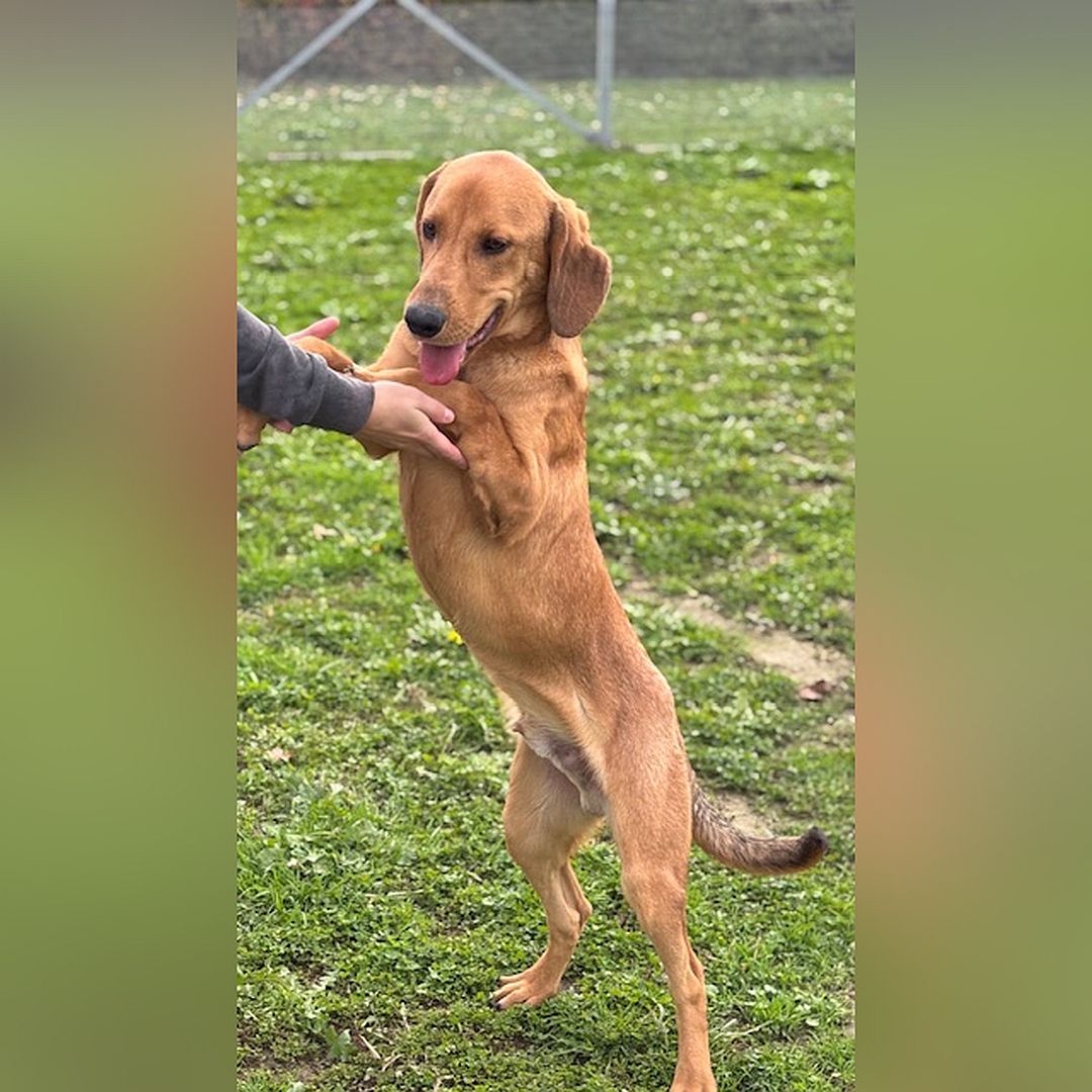 Hellbrauner Rüde, auf zwei Beinen stehend, wird von einer Person gehalten, eher linke Seite, Kopf und Blick leicht nach unten