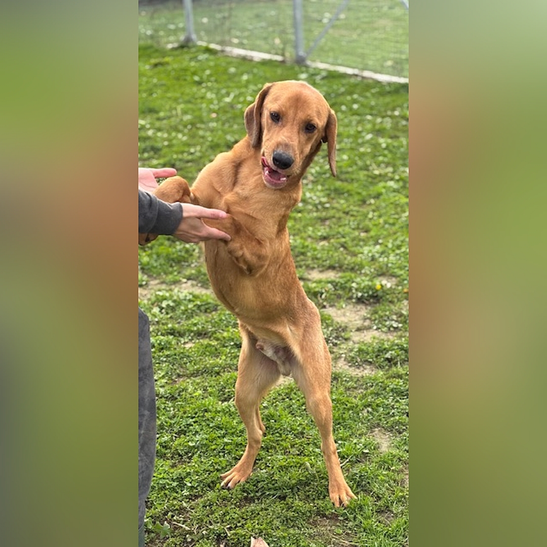 Hellbrauner Rüde, auf zwei Beinen stehend, wird von einer Person gehalten, von eher links vorn, Kopf und Blick leicht nach links unten