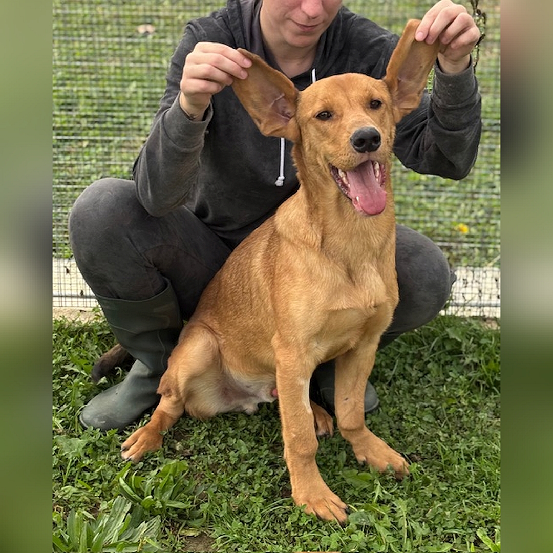 Hellbrauner Rüde, sitzend, von eher rechts vorn, Blick in Kamera, Person hält Ohren hoch