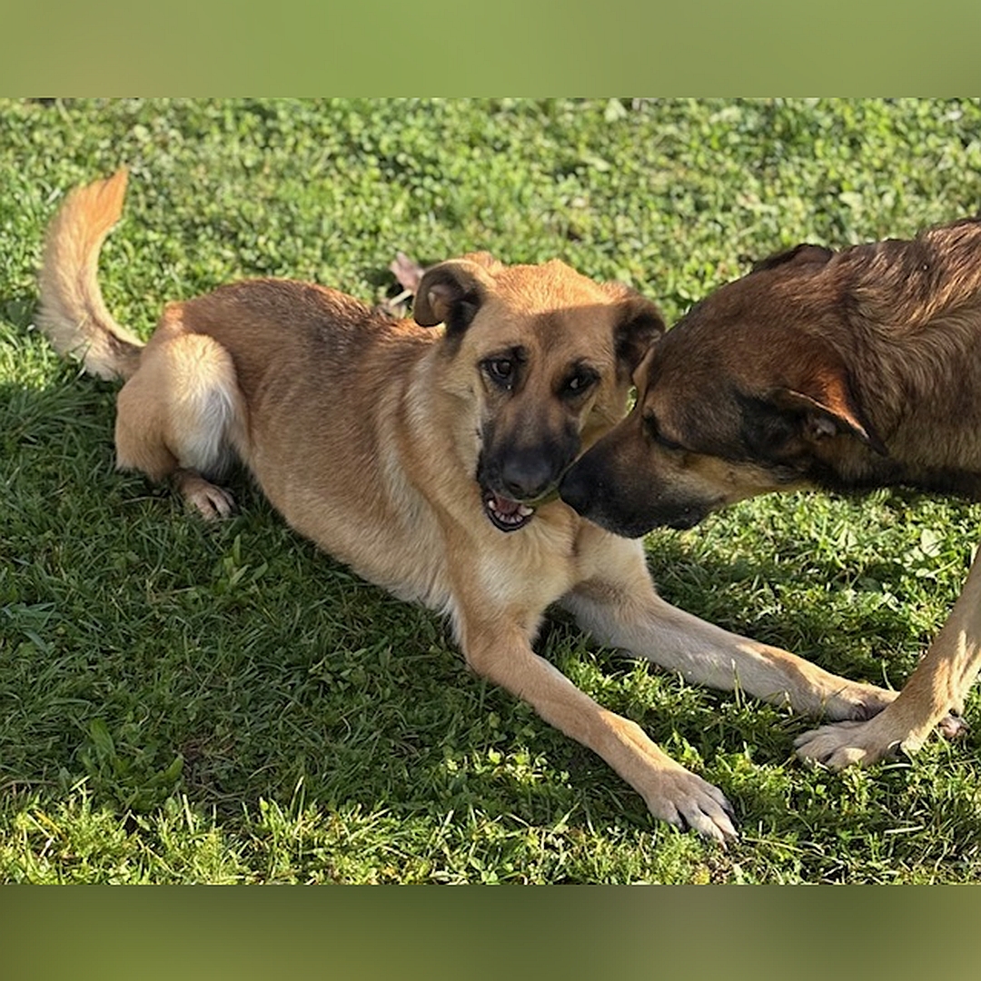 Hellbraune Hündin, dunkle Schnauze, liegend, von  eher rechts vorn, Blick leicht nach links zu anderem Hund, der sie beschnüffelt