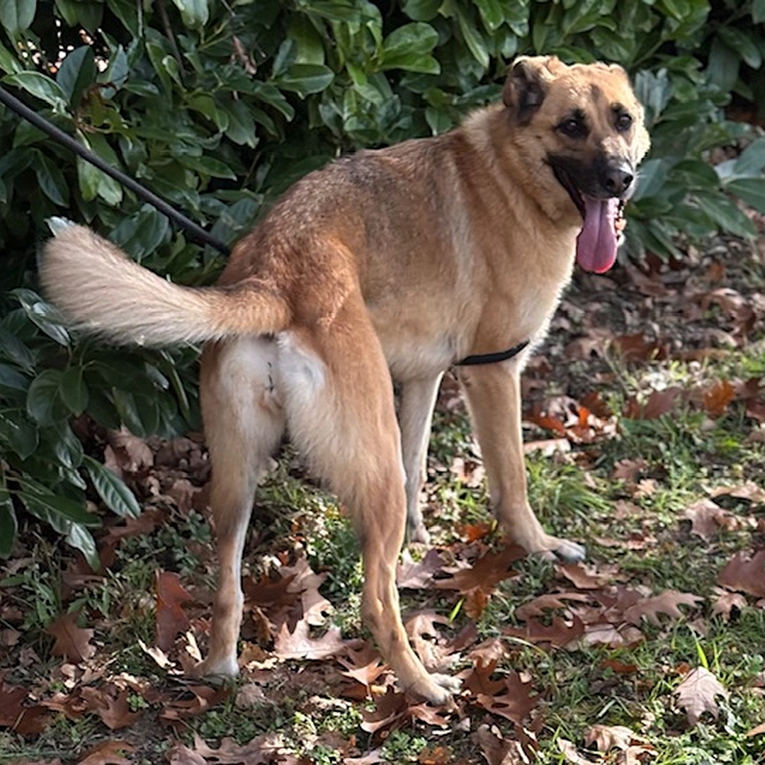 Hellbraune Hündin, dunkle Schnauze, stehend, von hinten, Kopf und Blick nach vorne rechts in Richtung Kamera