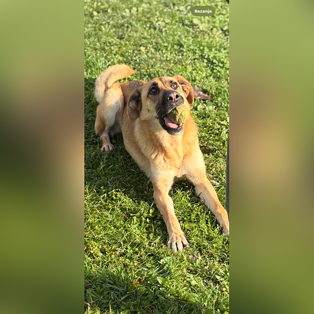 Hellbraune Hündin, dunkle Schnauze, liegend, von vorn, Kopf und Blick nach oben zu einer Person, hat Bällchen im Maul