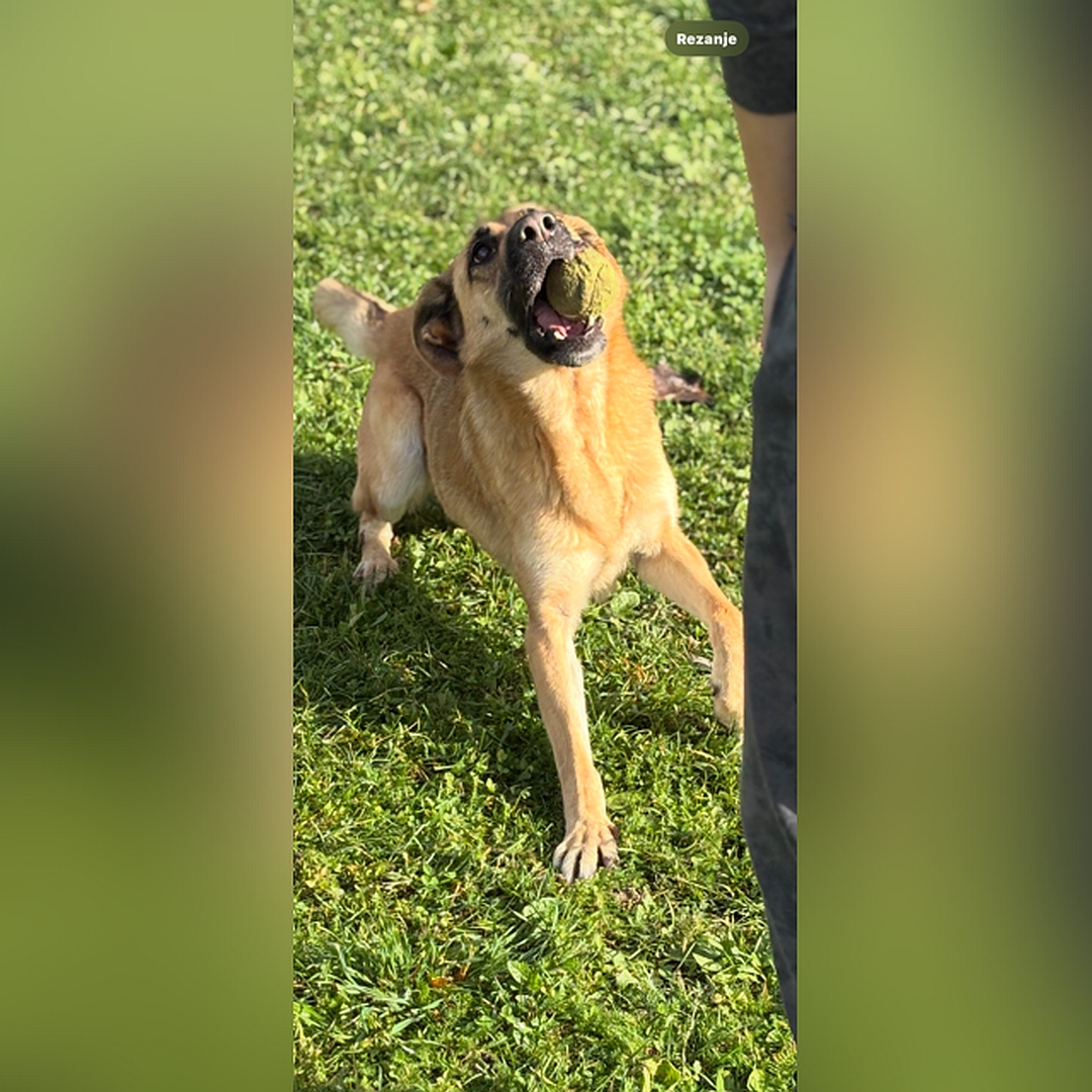 Hellbraune Hündin, dunkle Schnauze, stehend, von vorn, Kopf und Blick nach oben zu einer Person, hat Bällchen im Maul