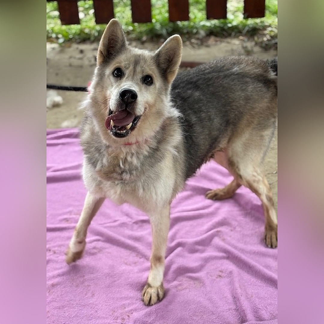 Hellbeige-braungraue Hündin, stehend, von vorn oben, Blick direkt in Kamera